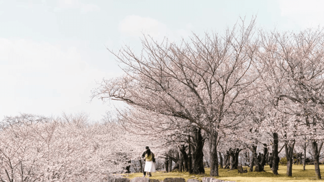 공원에서 만개한 벚꽃을 즐기는 사람들