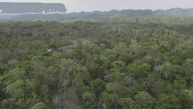 푸른 숲이 펼쳐진 광경