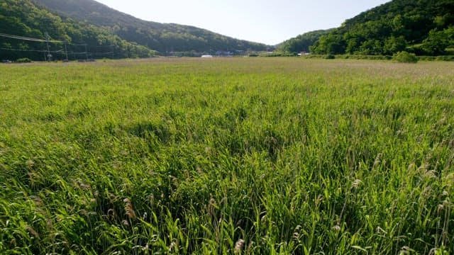 Lush Green Field with Distant Hills on Sunny Day