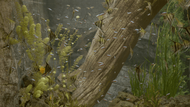 Colorful fish swimming in aquarium