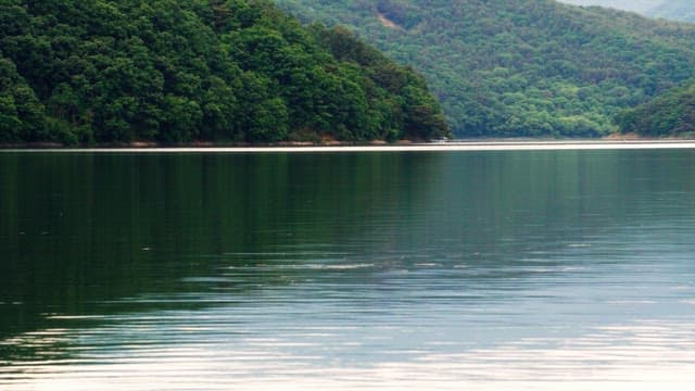 Calm lake surrounded by dense green forest