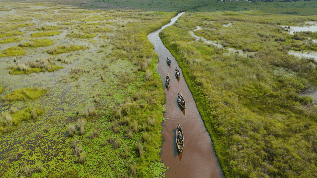 무성한 강을 항해하는 카누들