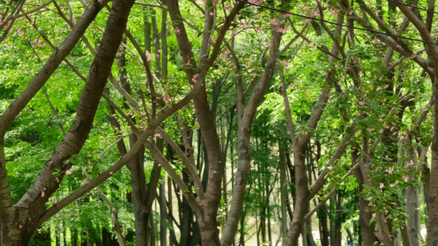 벚꽃이 흩날리는 푸른 숲