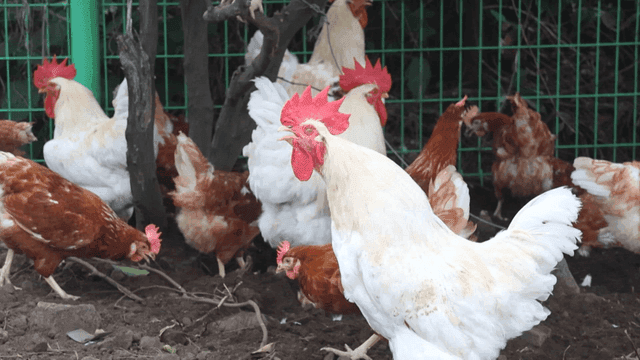 개방 양계장 마당의 닭들과 우는 하얀 수탉