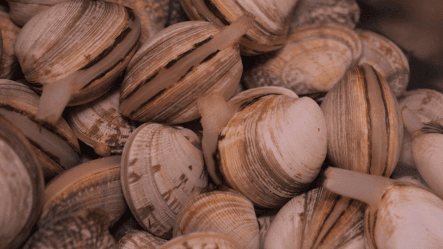 Fresh clams with open shells