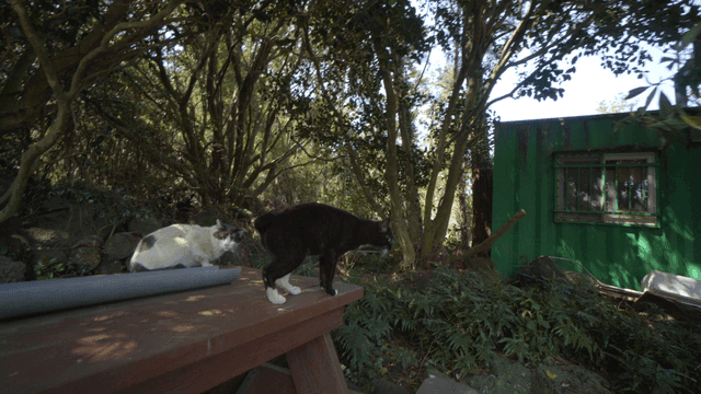 Cats on a wooden table in a forest