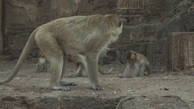 Monkeys Playing on a Stone Structure in Ancient Temple