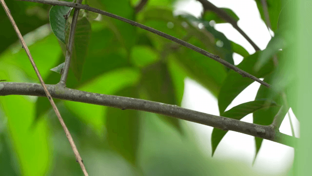 나뭇가지 위를 기어가는 개미들