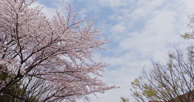 Cherry blossoms in full bloom near buildings