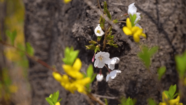 나무 위의 벚꽃과 개나리