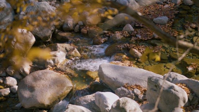 가을 숲을 흐르는 고요한 시냇물