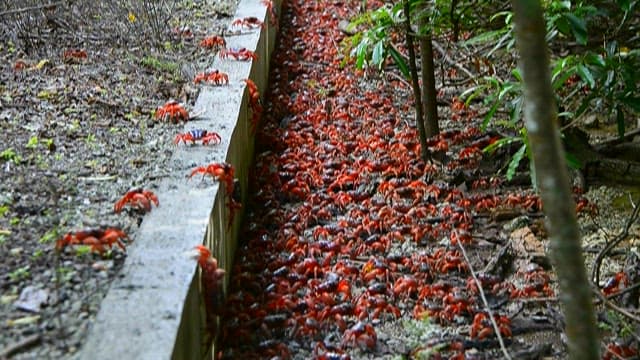 Red Crabs Crossing a Forest Path with a No-trespassing Sign