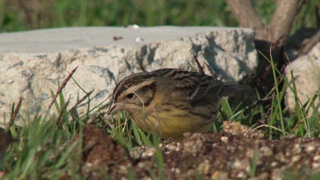 Small, colorful bird searching for food on the ground in the daytime