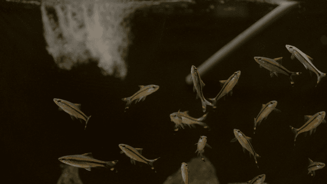 Small fish swimming in aquarium