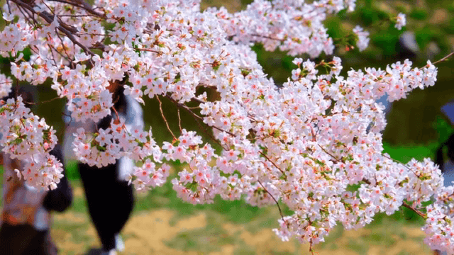 산책로 옆 만개한 벚꽃