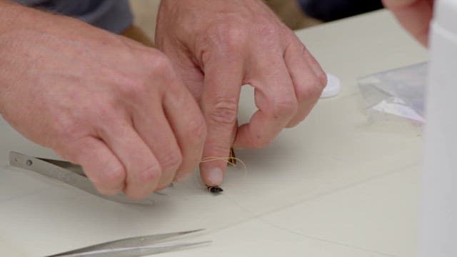 Attaching a location tracker to a wasp for research