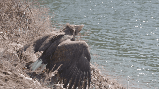 Eagle shaking off water by riverside