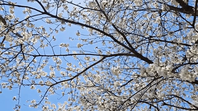 맑은 하늘 아래 핀 벚꽃