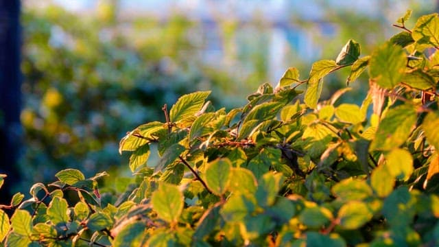 Branches with green leaves in sunlight