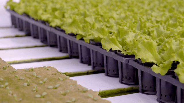 온실에서 자라는 상추와 어린 묘목