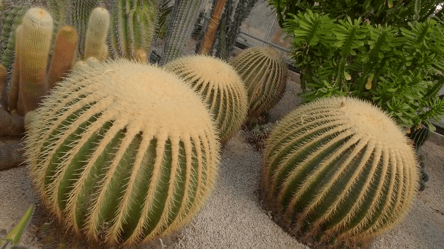 Various cacti in a greenhouse