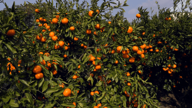 Tangerine tree with ripe fruit