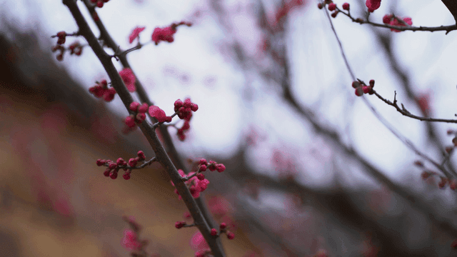 Pink blossoms on tree branches