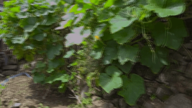 정원 속 무성한 녹색 식물과 돌담