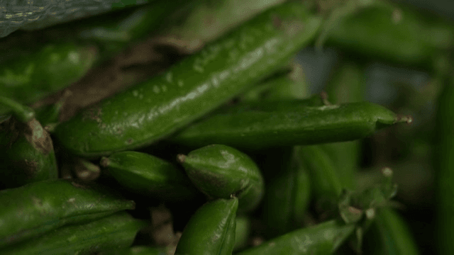 신선한 녹색 고추 더미