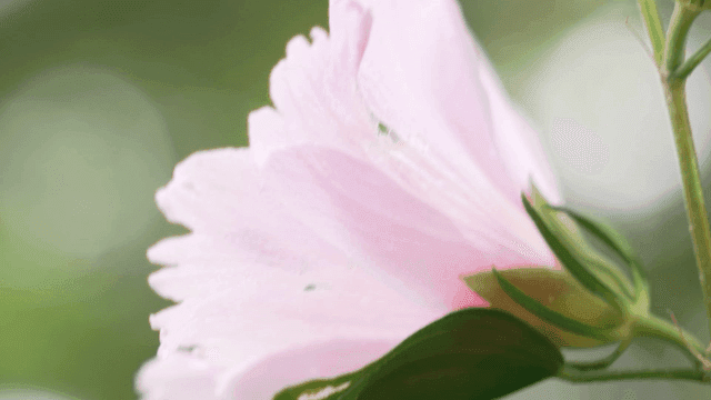 바람에 살랑이는 활짝 핀 분홍색 꽃