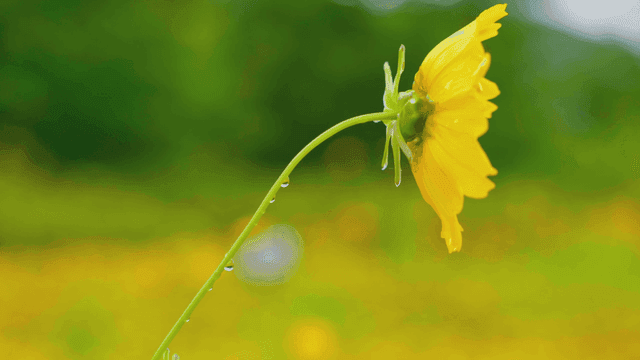 초록 들판의 이슬 맺힌 노란 꽃