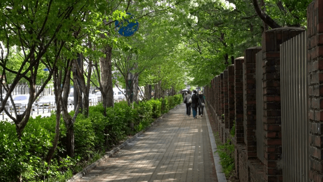 People walking on a tree-lined sidewalk