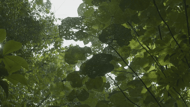 Lush green leaves in a dense forest