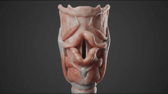 Detailed view of human vocal cords