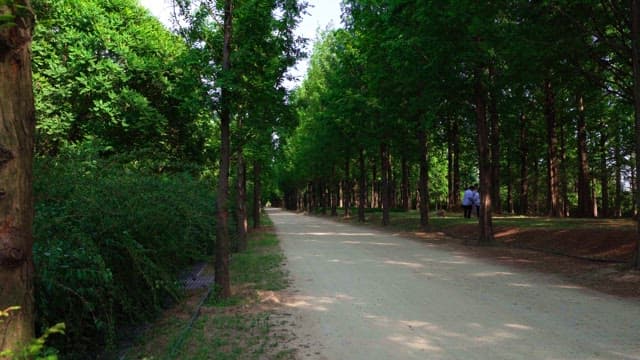 Tranquil walk down a forest path on a sunny day