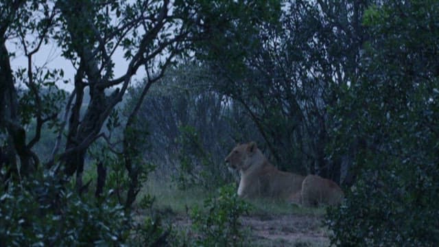 Lioness resting amongst the greenery at dusk