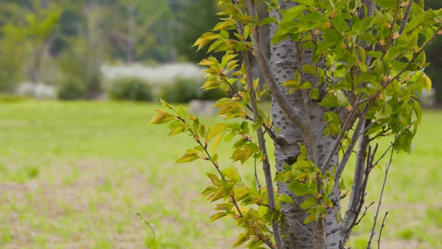 들판에 있는 신선한 녹색 잎의 나무