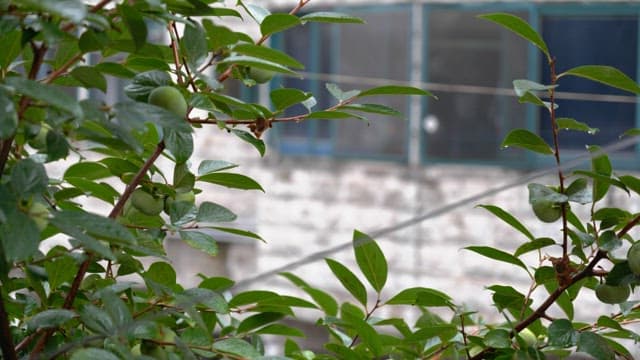 건물 창문 밖 빗물에 젖은 감나무