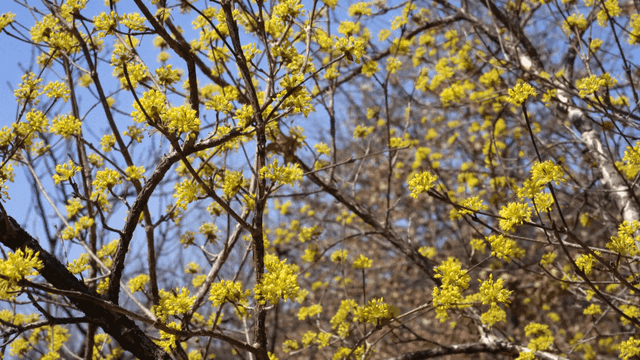 Yellow blossoms on tree branches in spring