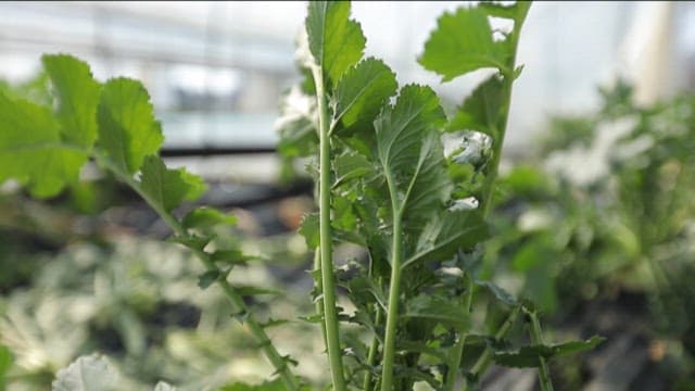 온실 속의 푸른 잎과 무