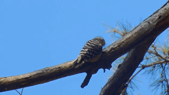 Bird perched on a tree branch