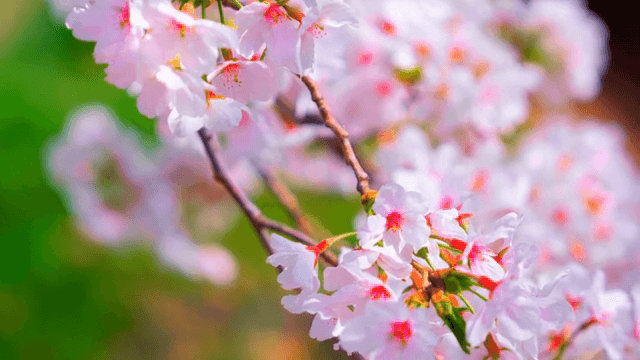 가지에 만개한 벚꽃