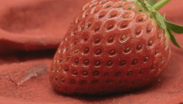 빨간 천 위의 신선한 딸기