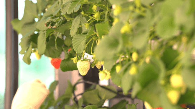 Hands harvesting strawberries grown in greenhouse