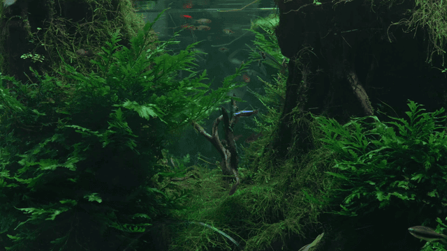 lush aquarium with vibrant fish swimming
