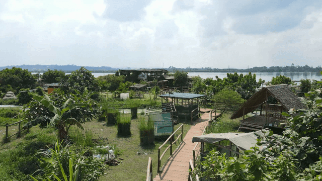 Green park with wooden path