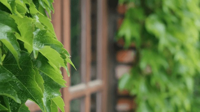 Green leaves on a brick wall