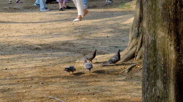 Pigeons walking near a tree in a park