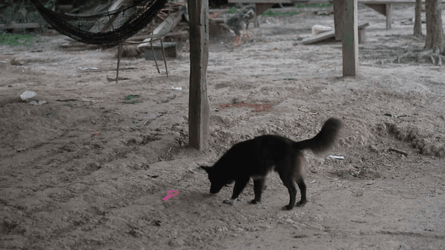 땅 냄새를 맡으며 걷는 검은 개