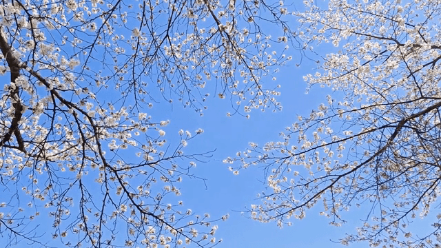 Cherry blossoms against a clear blue sky